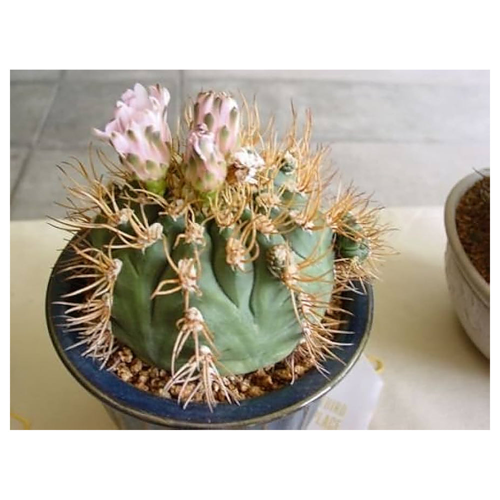 White Gymnocalycium Eurypleurum Flower Seeds for Planting - Heirloom Non-GMO High Germination Organic Garden Seeds | Neera Seeds product photo [neera-v4-a6905ab5daef42078eab]