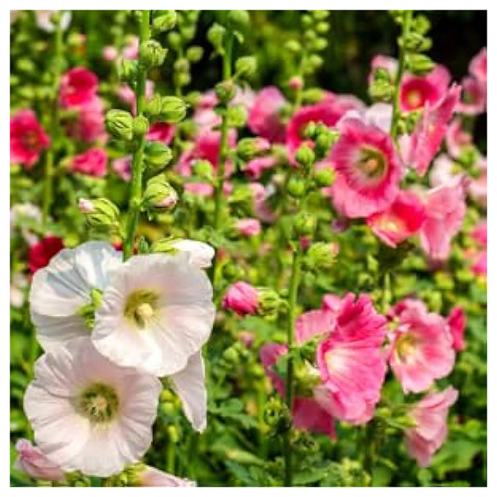 Cream Hollyhock Color Alcea Rosea Flower For Planting Flower Seeds for Home Garden Planting, | Neera Seeds product photo [neera-v4-a6937d8c552158a2b447]