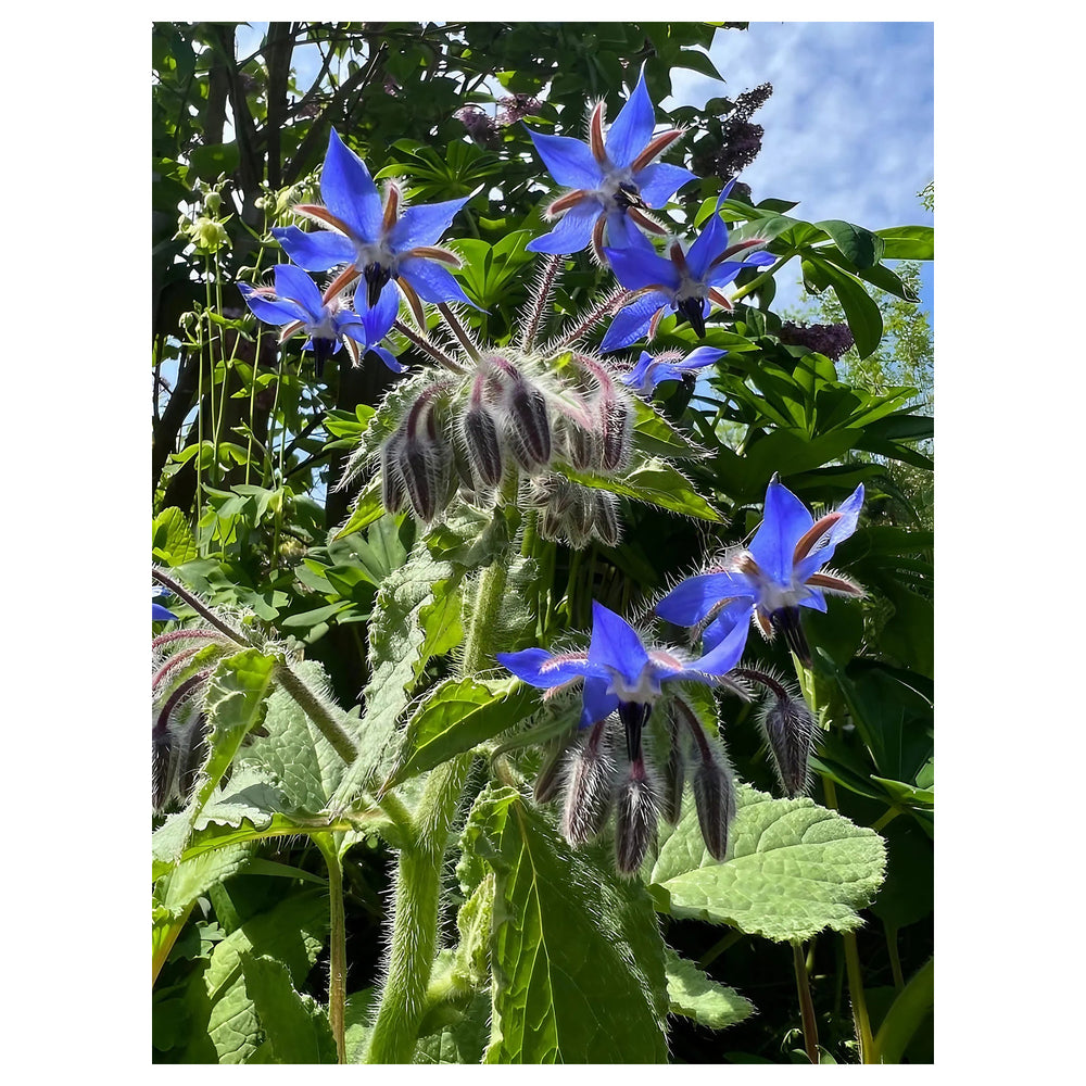 Dark Blue Borago Flower Seeds for Planting – Heirloom, Non-GMO, High Germination, Organic Garden Seeds | Neera Seeds product photo [neera-v4-a69536c63a2a41b24057]
