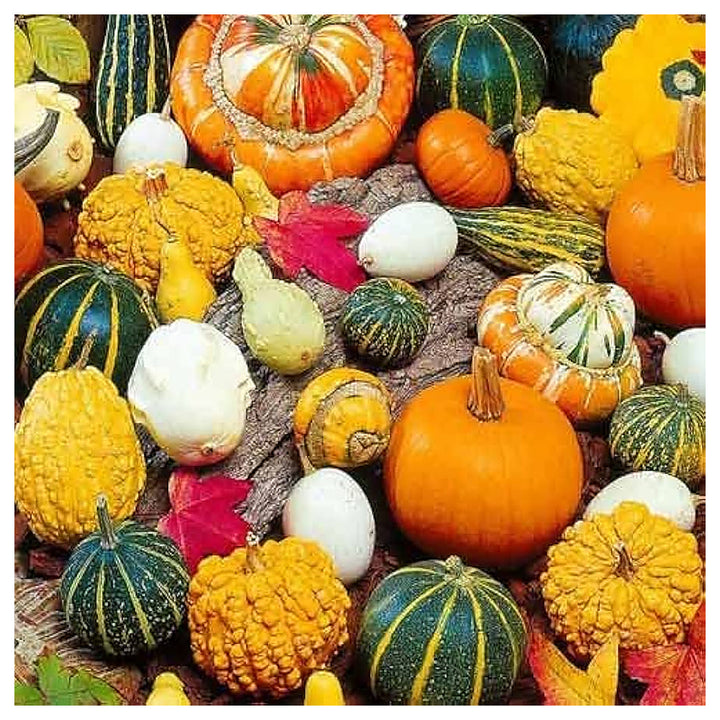 Ornamental Pumpkin Seeds Mix for Planting – Organic, Heirloom, Non-GMO, High Germination Decorative Garden Seeds | Neera Seeds product photo [neera-v4-a69d8627857c3a69b10e]