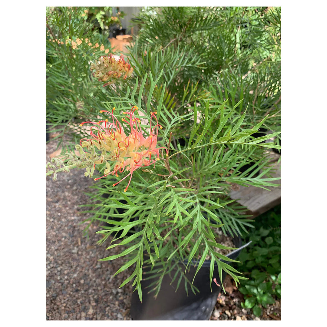 Colorful Grevillea Flower Seeds for Planting – Heirloom Non-GMO Organic Garden Seeds with High Germination | Neera Seeds product photo [neera-v4-a69db60ba1d9c2f9646d]