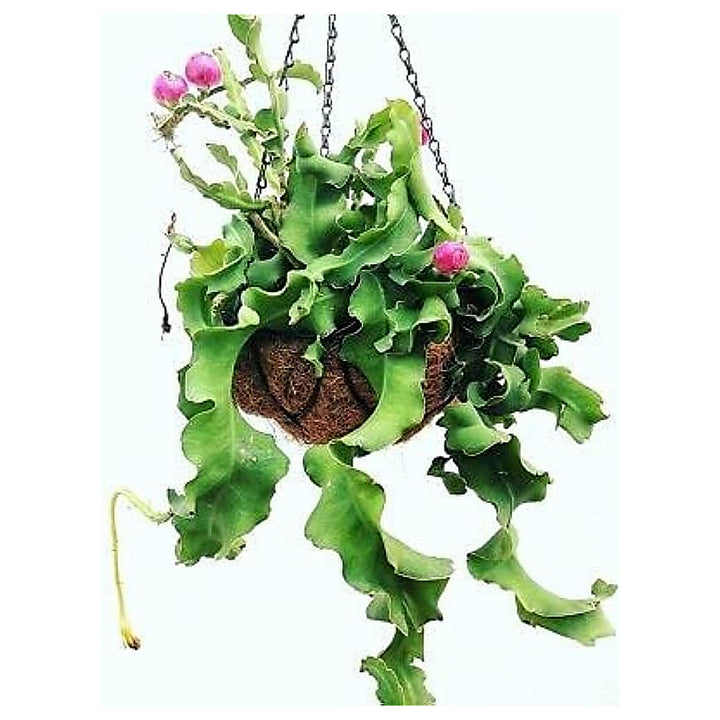 Guatemalan Monstrose Plant Seeds for Planting – Exotic Ornamental Cactus Variety | Neera Seeds product photo [neera-v4-a69f4706244ce4bec27f]
