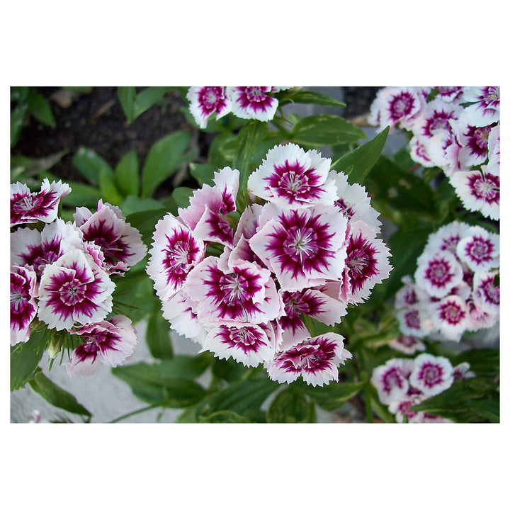Organic Dianthus Flower Seeds Purple &amp; White for Planting – Heirloom, Non-GMO | Neera Seeds product photo [neera-v4-a6af5993e319ab35e823]
