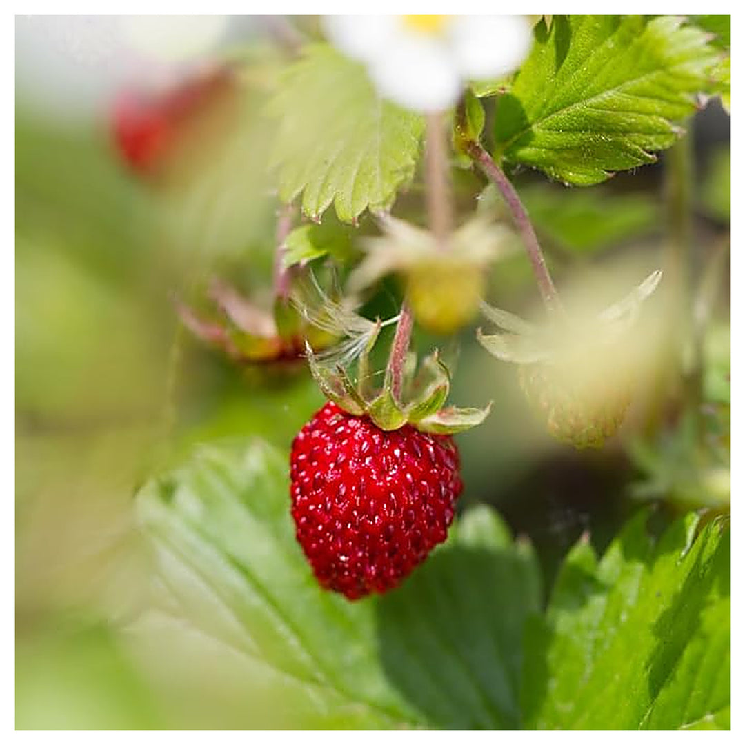 Fragaria vesca Fruit Seeds – Heirloom Wild Alpine Strawberry Seeds for Garden Planting | Neera Seeds product photo [neera-v4-a6b5e51b7d681946423d]