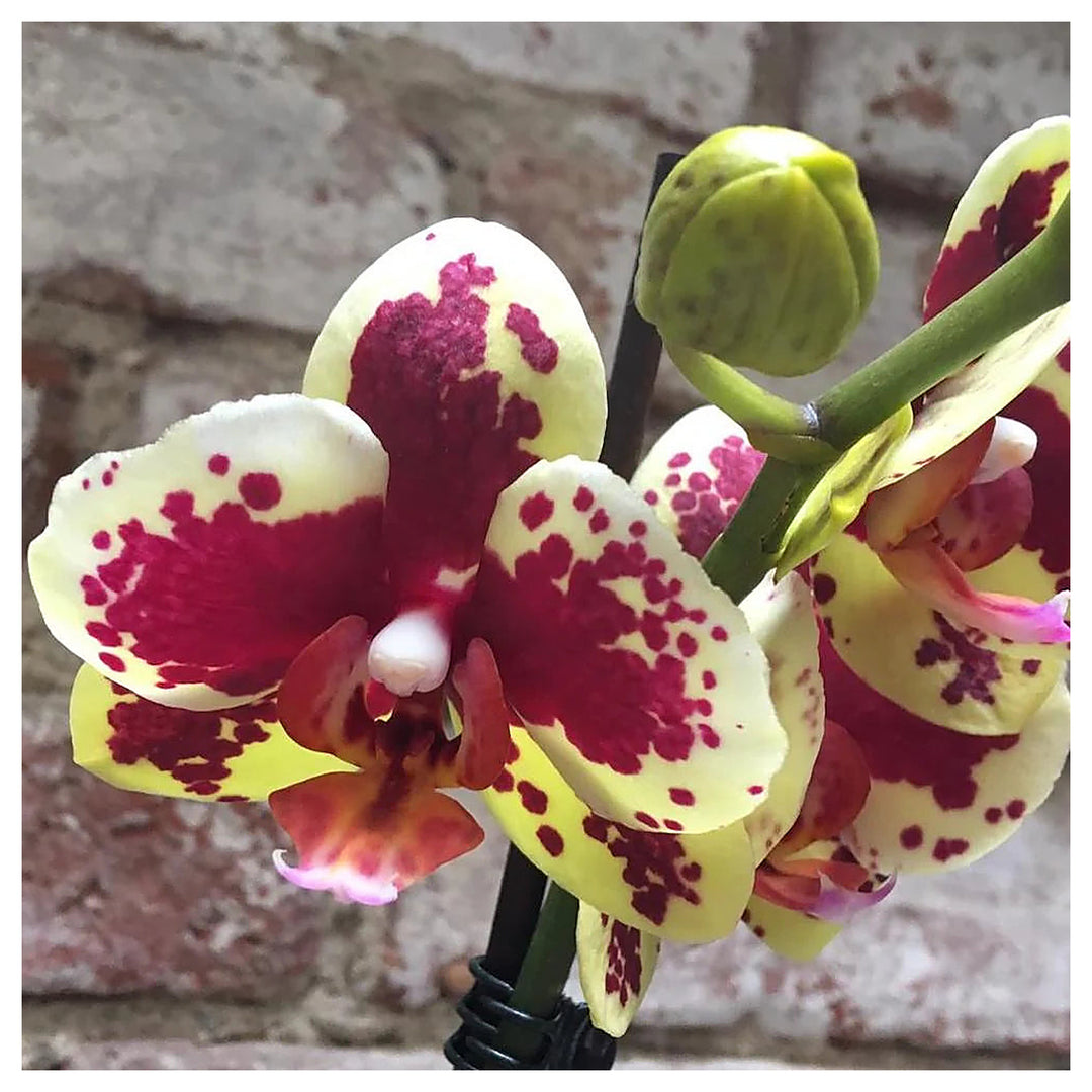 Heirloom Yellow Purple Phalaenopsis Orchid Flower Seeds – Non-GMO Exotic Blooms for Planting | Neera Seeds product photo [neera-v4-a6d567a17e6f734b383e]