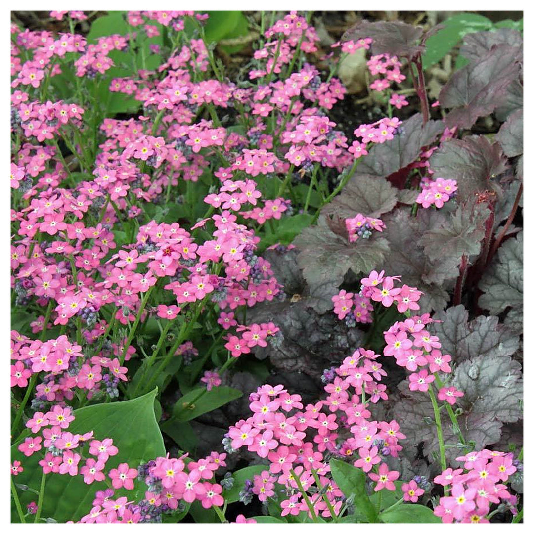 Heirloom Non-GMO Myosotis Sylvatica Flower Seeds for Planting – Forget-Me-Not Garden Blooms, High Germination | Neera Seeds product photo [neera-v4-a6de22890bef8c2989c0]