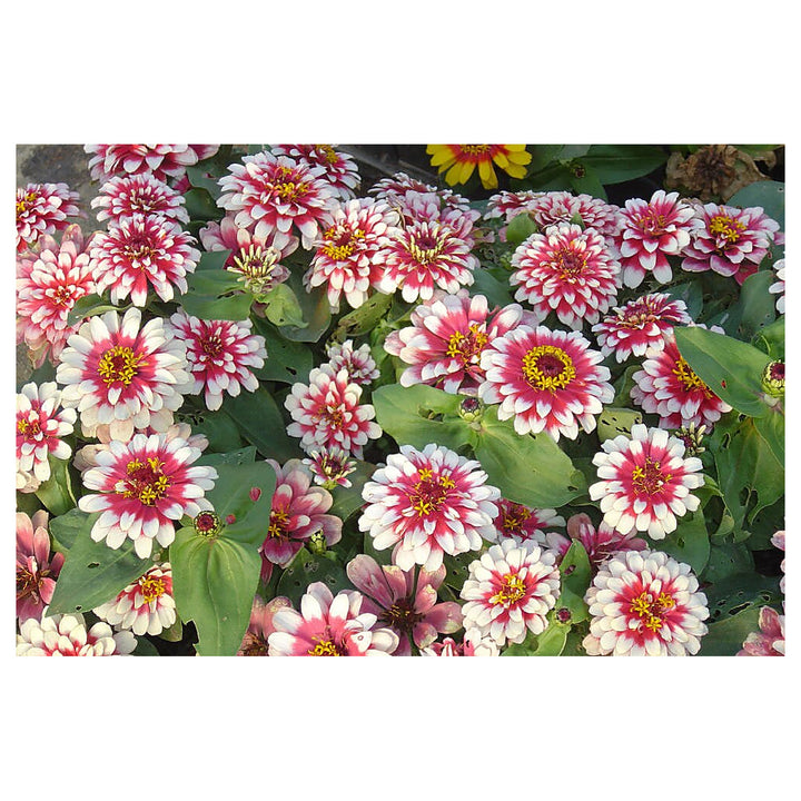 Red Cream Zinnia Flower Seeds for Planting – Heirloom, Non-GMO, High Germination Vibrant Blooms | Neera Seeds product photo [neera-v4-a6e0080ad3aae4babfa8]