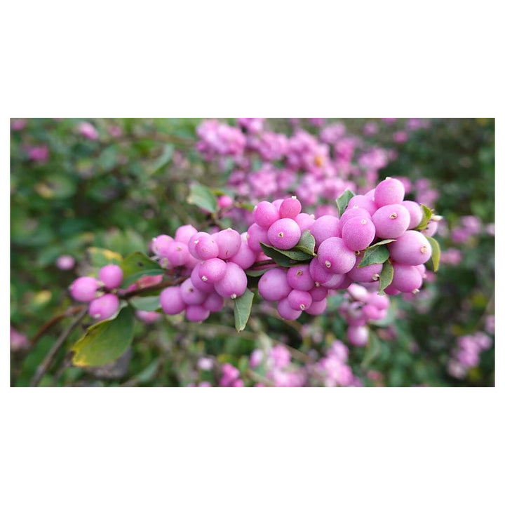Heirloom Non-GMO Coralberry Flower Seeds for Planting – Colorful Ornamental Garden Blooms | High Germination | Neera Seeds product photo [neera-v4-a6e6f5ced8fe4d11b8b1]