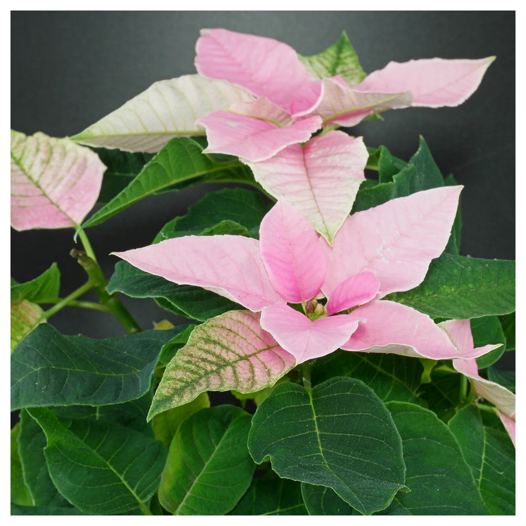 Heirloom Light Pink Euphorbia Pulcherrima Flower Seeds for Planting, Non-GMO | Neera Seeds product photo [neera-v4-a6f5453375fa992385f0]