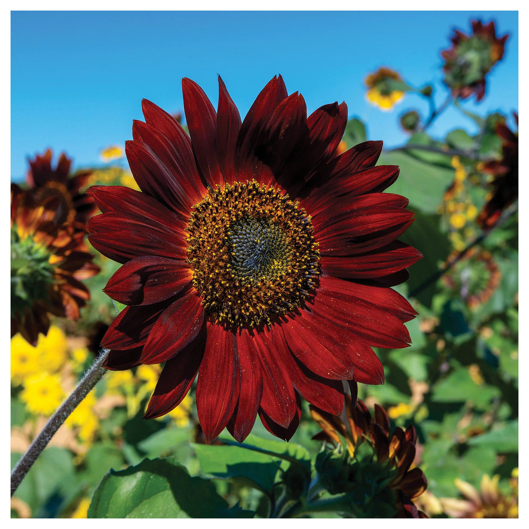 Maroon Sunflower Seeds for Planting – Bold Blooms, Easy to Grow, Perfect for Gardens & Borders | Neera Seeds product photo [neera-v4-a6f5f139929d2cf8445e]