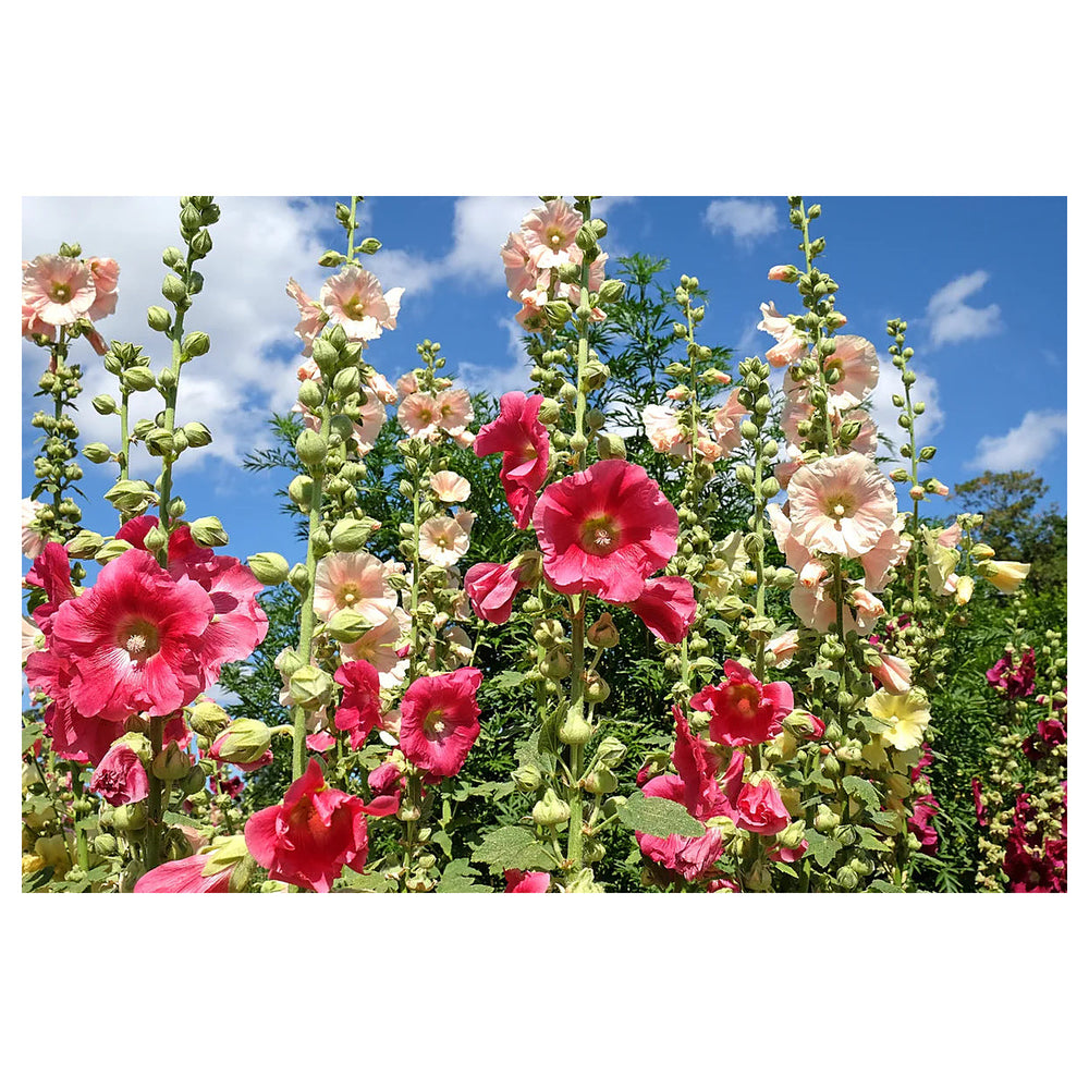 nic Hollyhock Flower Seeds for Planting – Heirloom, Non-GMO | Neera Seeds product photo [neera-v4-a704d565870667ebabae]