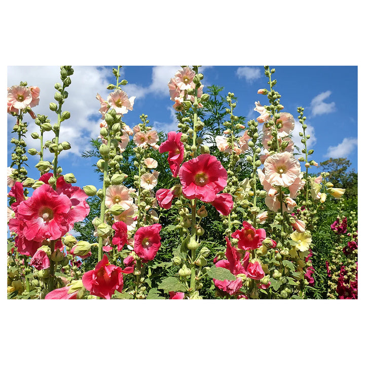 nic Hollyhock Flower Seeds for Planting – Heirloom, Non-GMO | Neera Seeds product photo [neera-v4-a704d565870667ebabae]