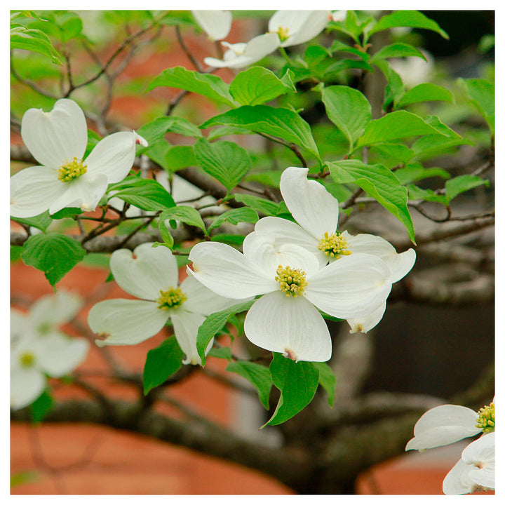 Heirloom Non-GMO Cornus Flower Seeds for Planting – High Germination Organic Dogwood Garden Seeds | Neera Seeds product photo [neera-v4-a71d3216f993c351ffc2]