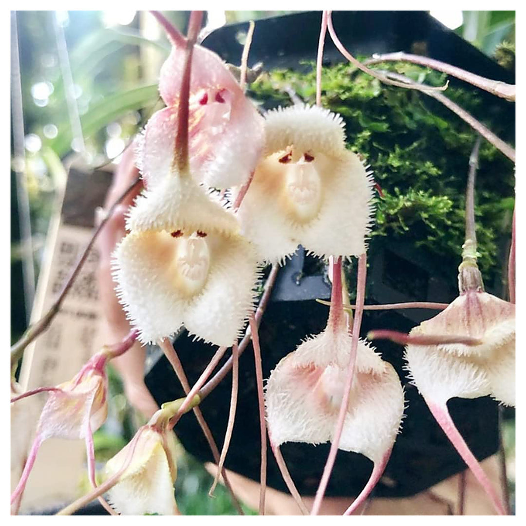 Heirloom Peach Monkey Face Orchid Seeds – Non-GMO, High Germination Unique Orchid Seeds for Home Garden Planting | Neera Seeds product photo [neera-v4-a71e05c278676f37017e]