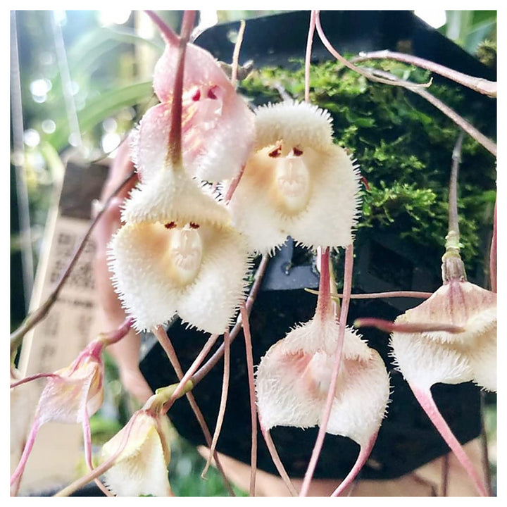 Heirloom Peach Monkey Face Orchid Seeds – Non-GMO, High Germination Unique Orchid Seeds for Home Garden Planting | Neera Seeds product photo [neera-v4-a71e05c278676f37017e]