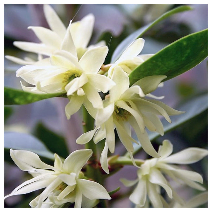 Heirloom Non-GMO Illicium Verum Plant Seeds – Star Anise Spice Seeds for Garden Planting | Neera Seeds product photo [neera-v4-a72382673f233481a9d2]
