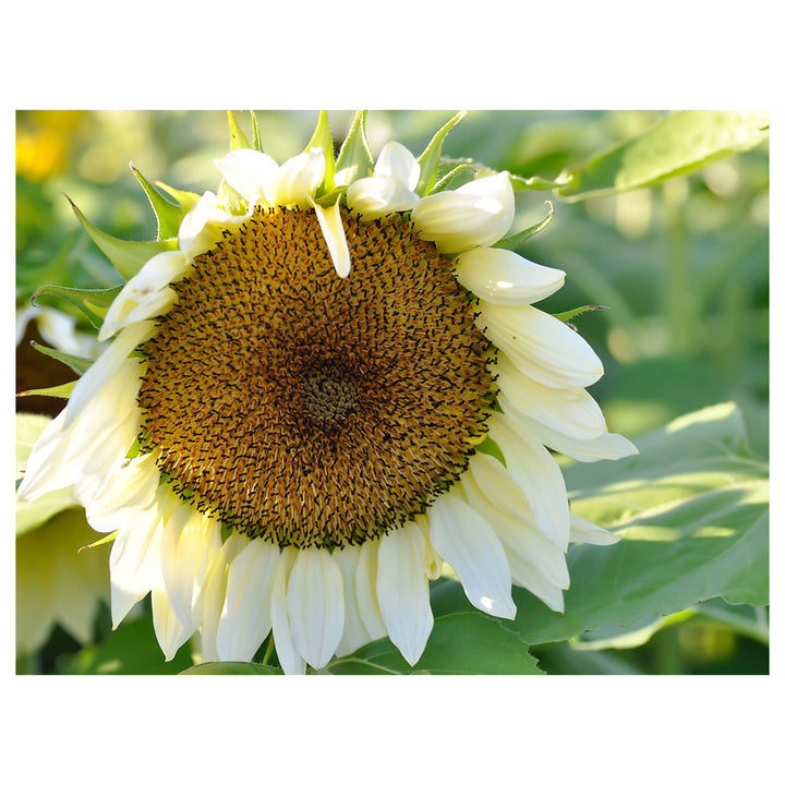White Sunflower Flower Seeds for Planting – Rare Blooming Variety for Garden Charm, Heirloom Non-GMO | Neera Seeds product photo [neera-v4-a73e97e1a359975e68a1]
