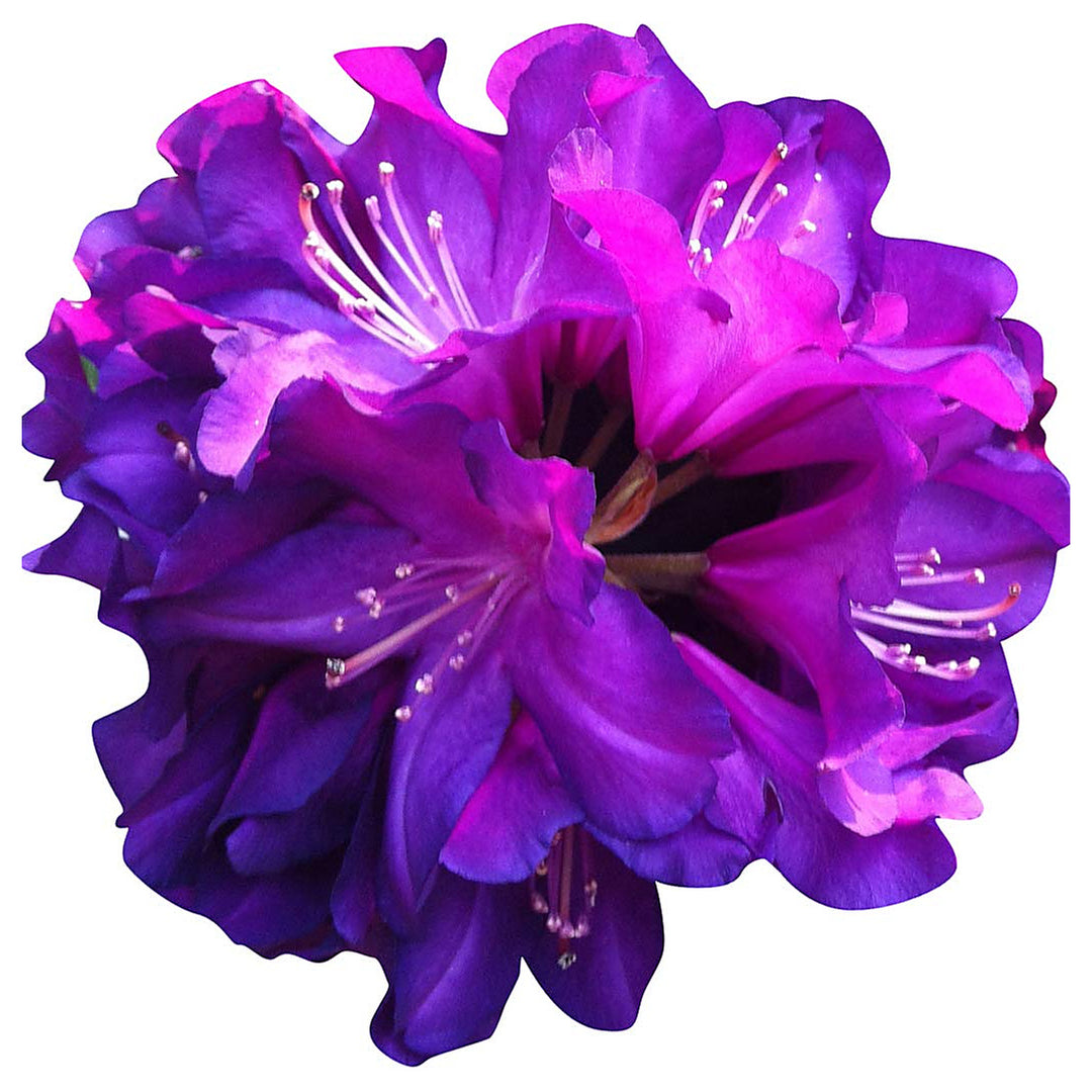Heirloom Non-GMO Purple Azalea Flower Seeds for Planting – High Germination Vibrant Ornamental Shrub Seeds | Neera Seeds product photo [neera-v4-a7467eb8849d628b4c07]