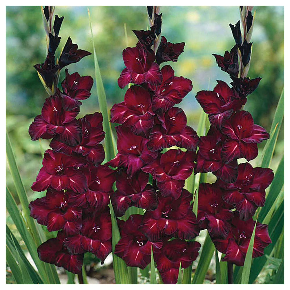 Heirloom Non-GMO Gladiolus Flower Seeds – High Germination Organic Garden Seeds for Tall Vibrant Blooms | Neera Seeds product photo [neera-v4-a74a5252bba326c05c72]