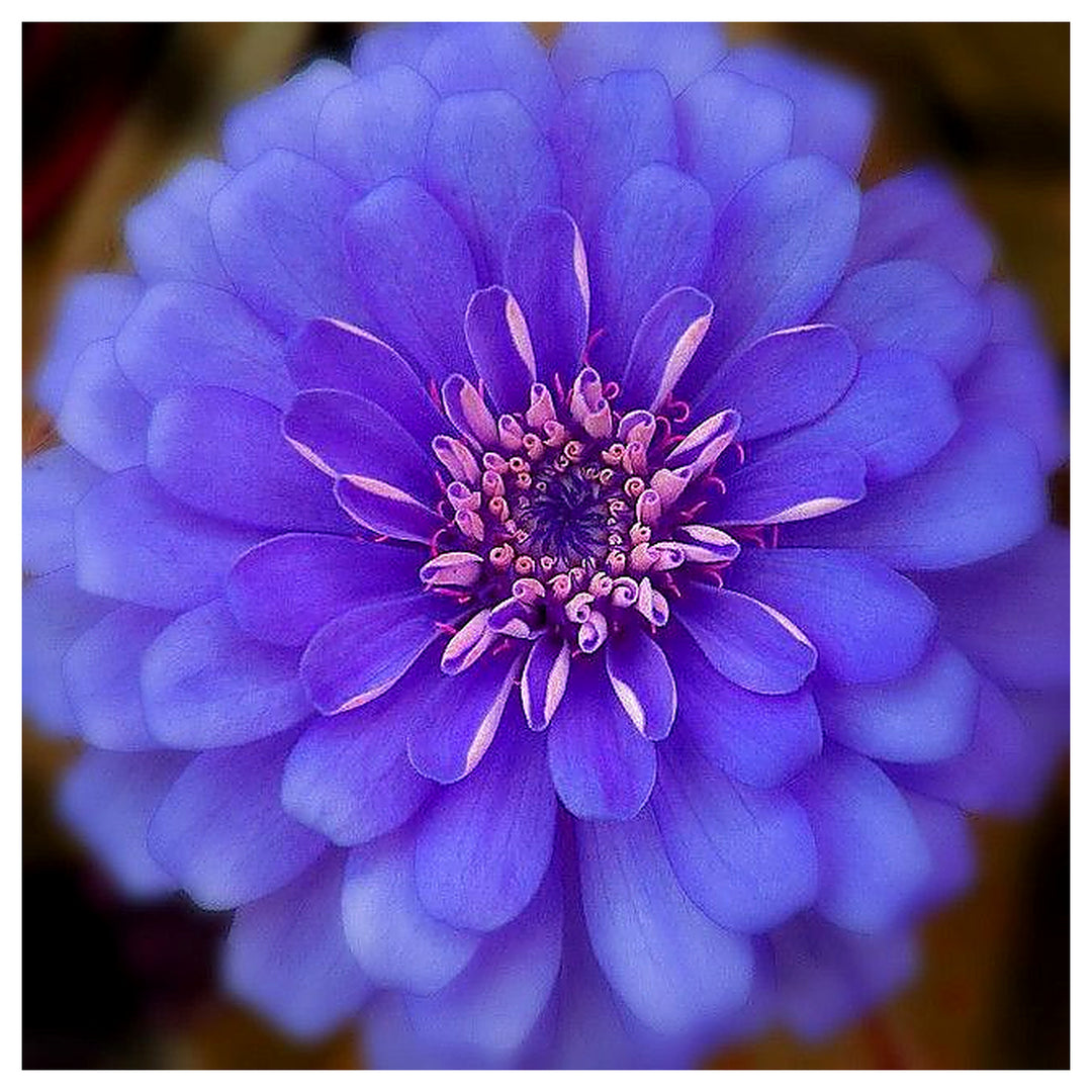 Blue Zinnia Flower Seeds for Planting – Heirloom, Non-GMO, High Germination Vibrant Garden Blooms | Neera Seeds product photo [neera-v4-a755d37f9846adbd69ae]
