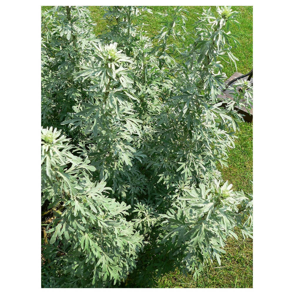 Absinthe Wormwood Seeds for Planting – Heirloom, Non-GMO, High Germination Organic Garden Seeds for Aromatic Herb G | Neera Seeds product photo [neera-v4-a757498f3fe55eb60532]