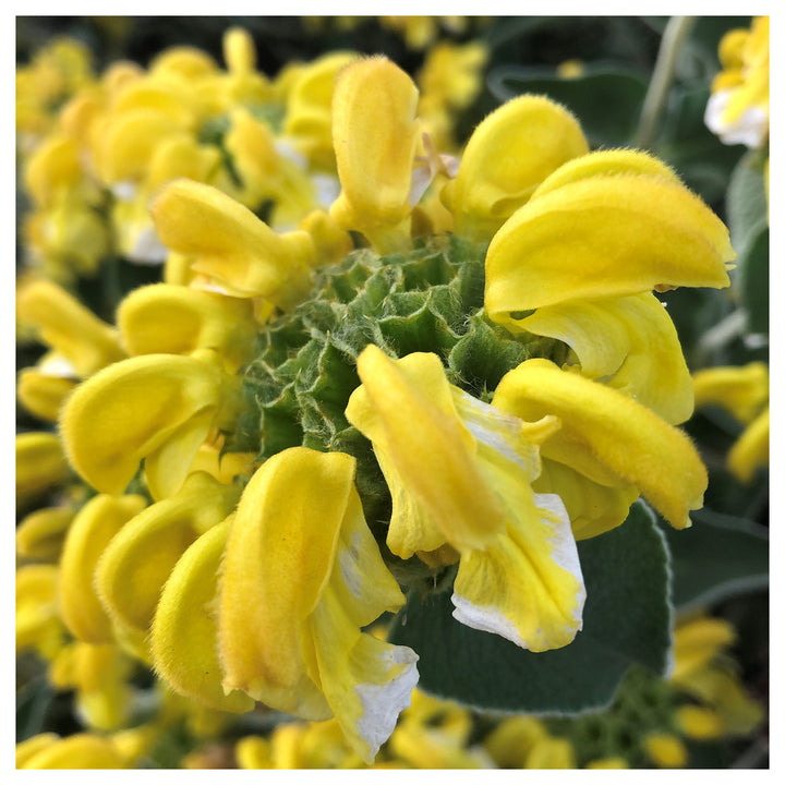 Yellow Jerusalem Sage Flower Seeds for Planting – Heirloom &amp; Non-GMO Garden Blooms | Neera Seeds product photo [neera-v4-a7575b3aec056fa8e913]