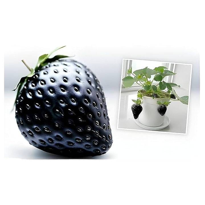 Black Strawberry Fruit Seeds for Planting – Sweet, Juicy Berries for Gardens, Heirloom &amp; Non-GMO, High Germination | Neera Seeds product photo [neera-v4-a759a39b7786c16e5f23]