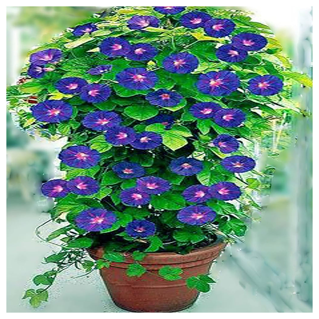 Chilean Glory Flower Vine Flower Seeds for Home Garden Planting, Vibrant Organic Blooming Collection | Neera Seeds product photo [neera-v4-a75abd4dc242e210e404]