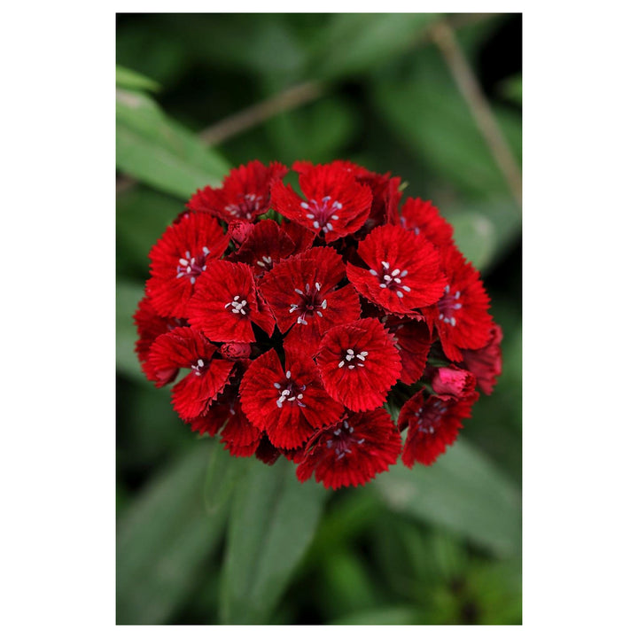 Dianthus Dunetti Bright And Colorful Flowers Flower Seeds Home Garden Planting, Ornamental | Neera Seeds product photo [neera-v4-a76cb6177425cba8a7b0]