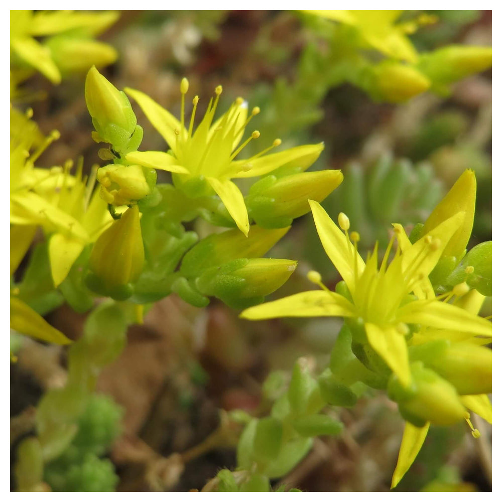Heirloom Mauerpfeffer Flower Seeds, Non-GMO Sedum Blooms for Rock and Drought-Tolerant Garden Planting | Neera Seeds product photo [neera-v4-a76f01544b3380a5374e]