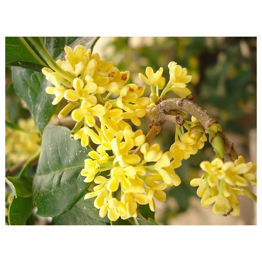 Heirloom Non-GMO Osmanthus Plant Seeds for Planting – Fragrant Evergreen Shrub for Ornamental Gardens | Neera Seeds product photo [neera-v4-a770acdecbf3b30b1d45]