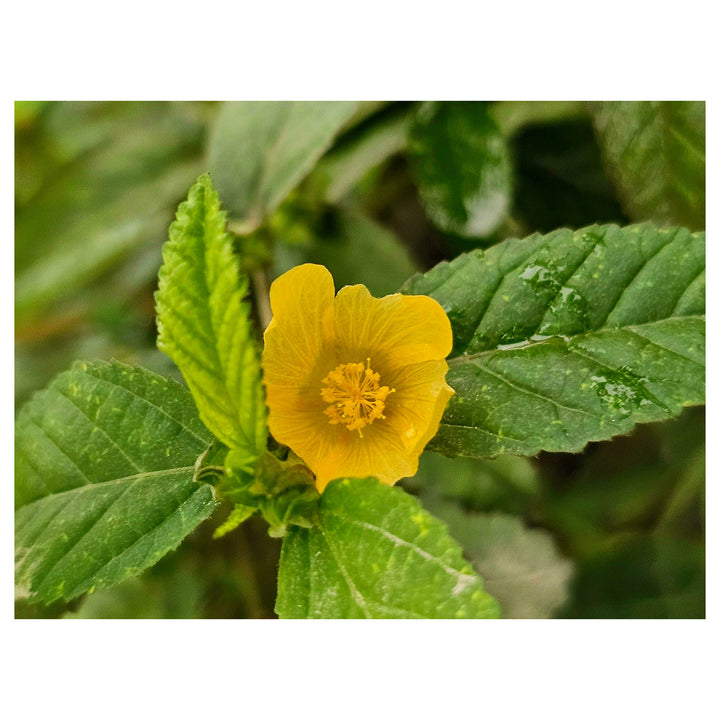 Cordifolia Flower Seeds for Planting – Heirloom, Non-GMO, High Germination Vibrant Garden Blooms | Neera Seeds product photo [neera-v4-a77c34c9d15a5424724f]