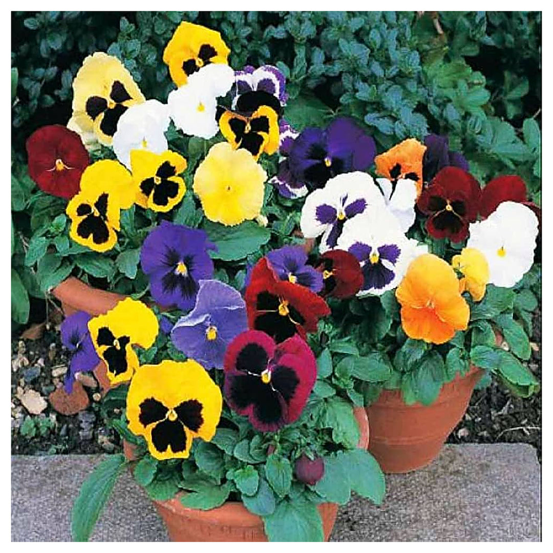Pansy Swiss Giant Planting Colorful Viola X Wittrockiana Flower Seeds Home Garden Planting, | Neera Seeds product photo [neera-v4-a796034eecc62b0425e2]
