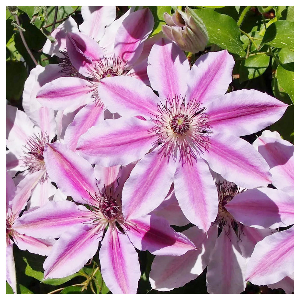 Heirloom Non-GMO Nelly Moser Flower Seeds for Planting – Elegant Clematis Vine with Striking Blooms | Neera Seeds product photo [neera-v4-a7a5f2a5007e8cf24366]