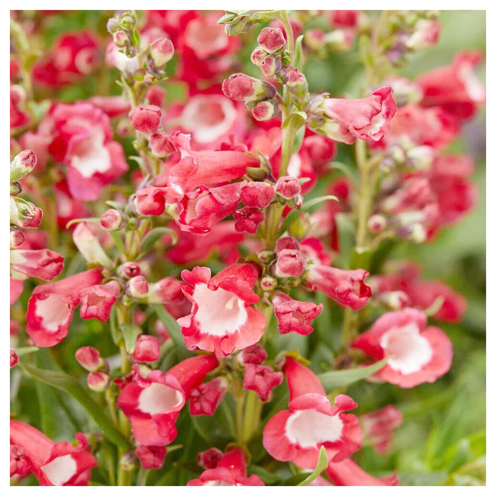 Hartwegi Flower Seeds – Heirloom, Non-GMO, Colorful Ornamental Blooms for Garden Planting | Neera Seeds product photo [neera-v4-a7a99845d2c4d8926ab9]