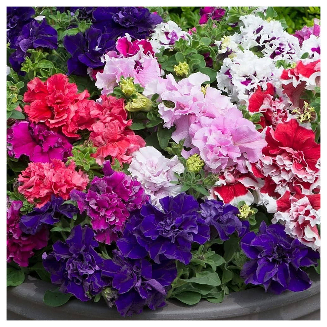 Purple White Double Petunia Flower Fresh Planting Stunning Double Petunias Flower Seeds | Neera Seeds product photo [neera-v4-a7a9f2b94aa10d251417]