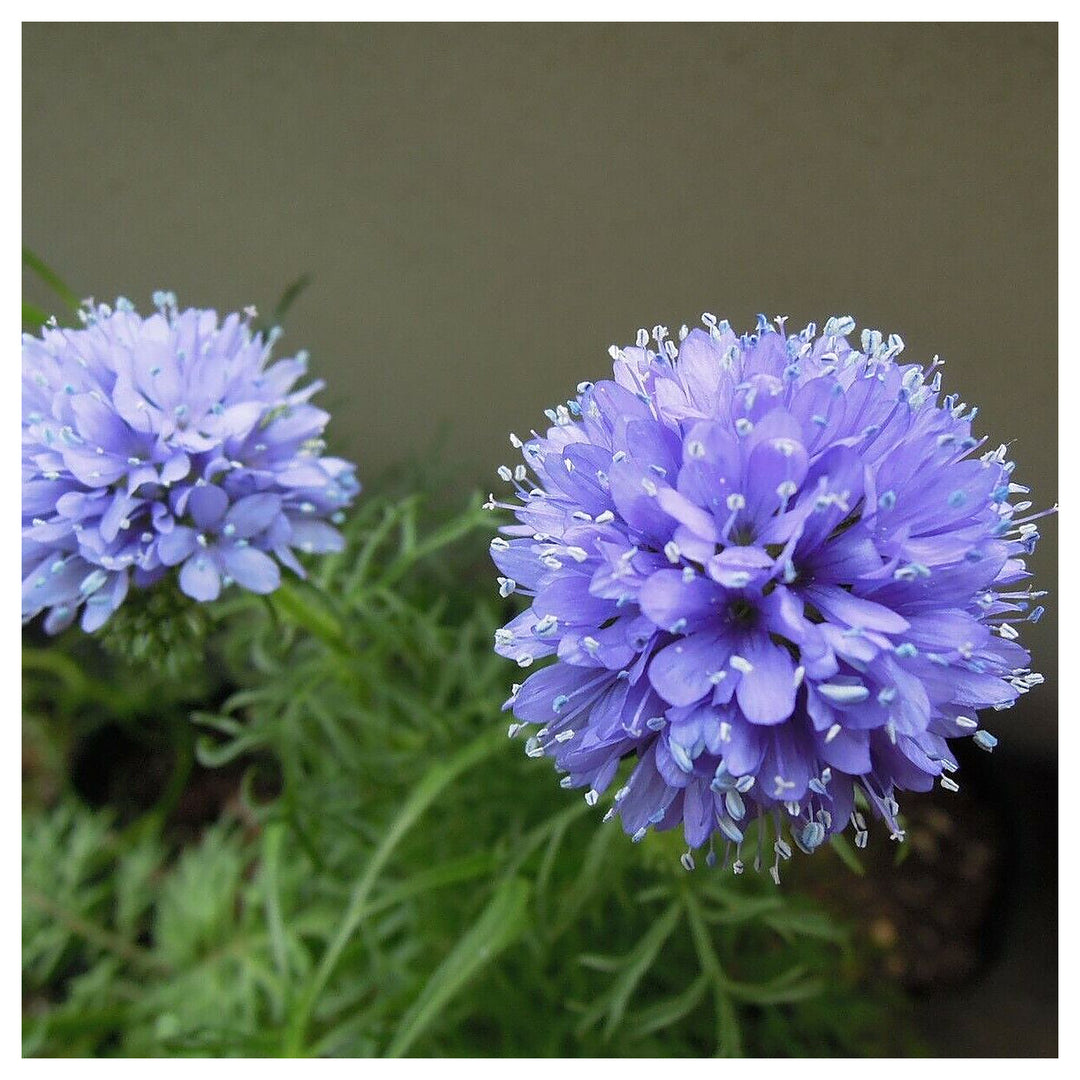 Heirloom Non-GMO Gilia Capitata Flower Seeds for Garden Planting – Blue Wildflower for Pollinators | Neera Seeds product photo [neera-v4-a7c12c98e3f70b64d1f2]