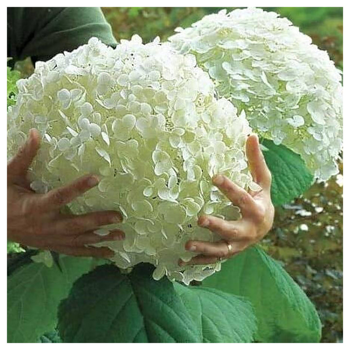 Heirloom Hydrangea Annabelle Seeds - Non-GMO, High Germination Organic Flowering Shrub Garden Seeds for Planting | Neera Seeds product photo [neera-v4-a7cd1f9ee848830ea047]