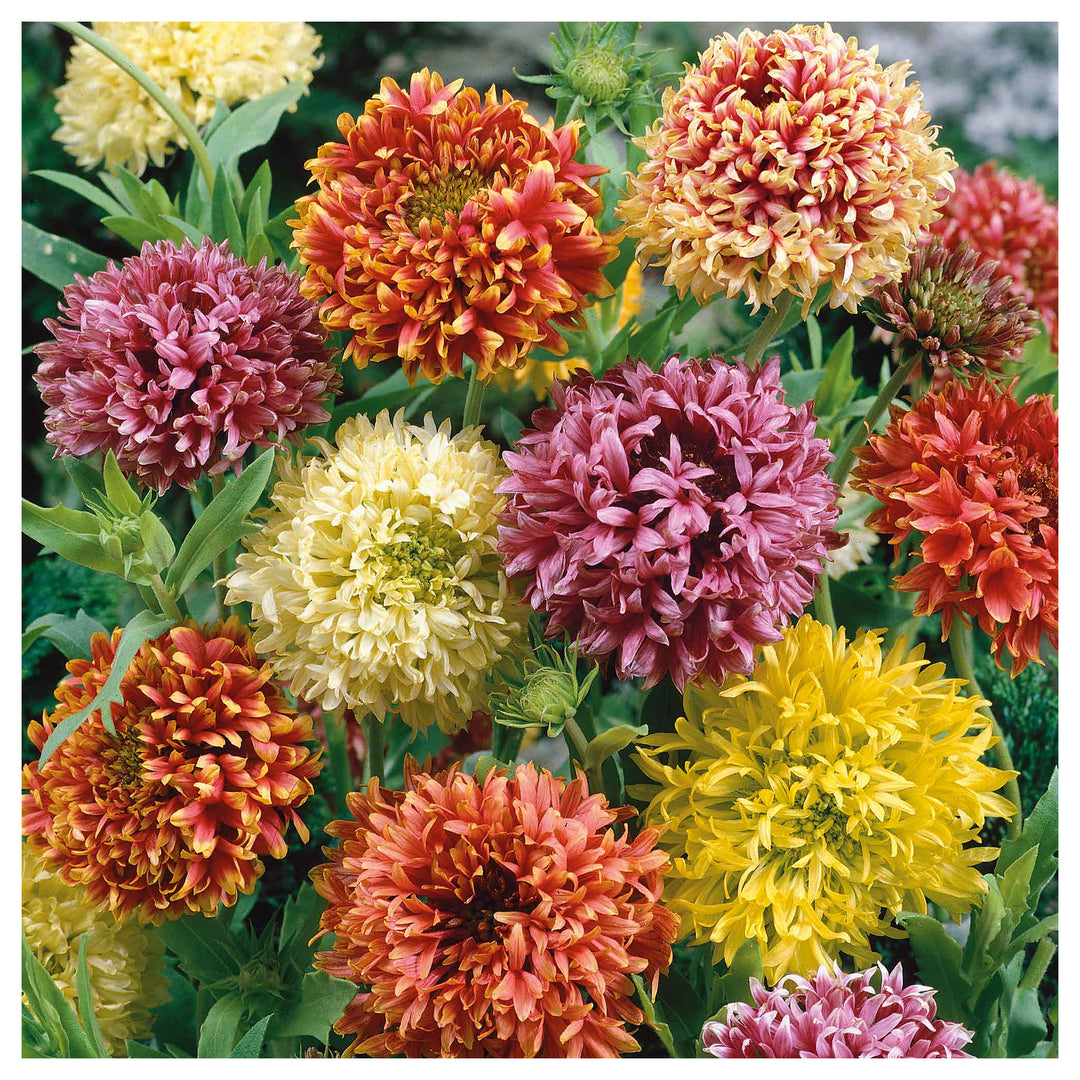 Mixed Gaillardia Flower Seeds for Planting, NON GMO Seeds | Neera Seeds product photo [neera-v4-a7ce0f79cb70d476a73e]