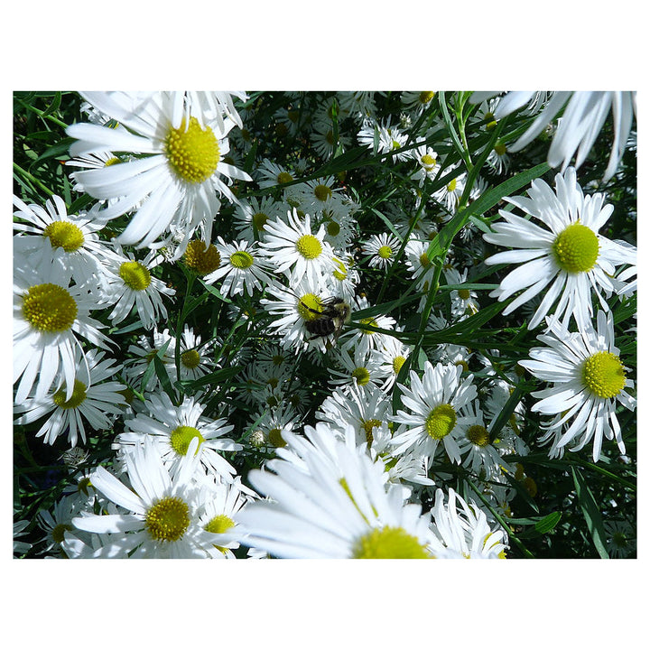 Heirloom Non-GMO Boltonia Asteroides Flower Seeds – Perennial Daisy Seeds for Planting, High Germination Organic Bl | Neera Seeds product photo [neera-v4-a7d08efd4fd9dce35412]
