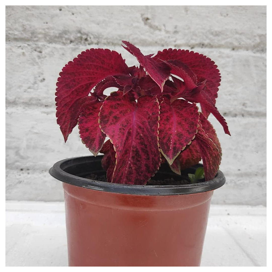Red Dragon Coleus Plant Seeds – Heirloom Non-GMO High Germination Organic Garden Seeds for Planting | Neera Seeds product photo [neera-v4-a7dc06dc0dcb8622280b]