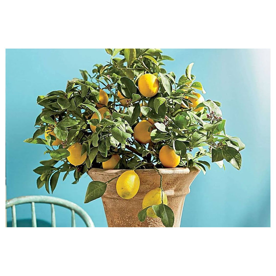 Meyer Lemon Citrus Limon Tree For Planting In Garden Flower Seeds for Home Garden Planting, | Neera Seeds product photo [neera-v4-a7dc0744425ee69b5f8c]