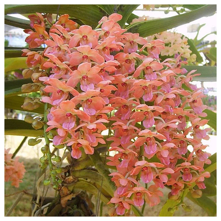 Peach Phalaenopsis Orchid Flower Seeds – Non-GMO, Heirloom, High Germination Seeds for Stunning Garden Blooms | Neera Seeds product photo [neera-v4-a7de7de67f7207ed7634]