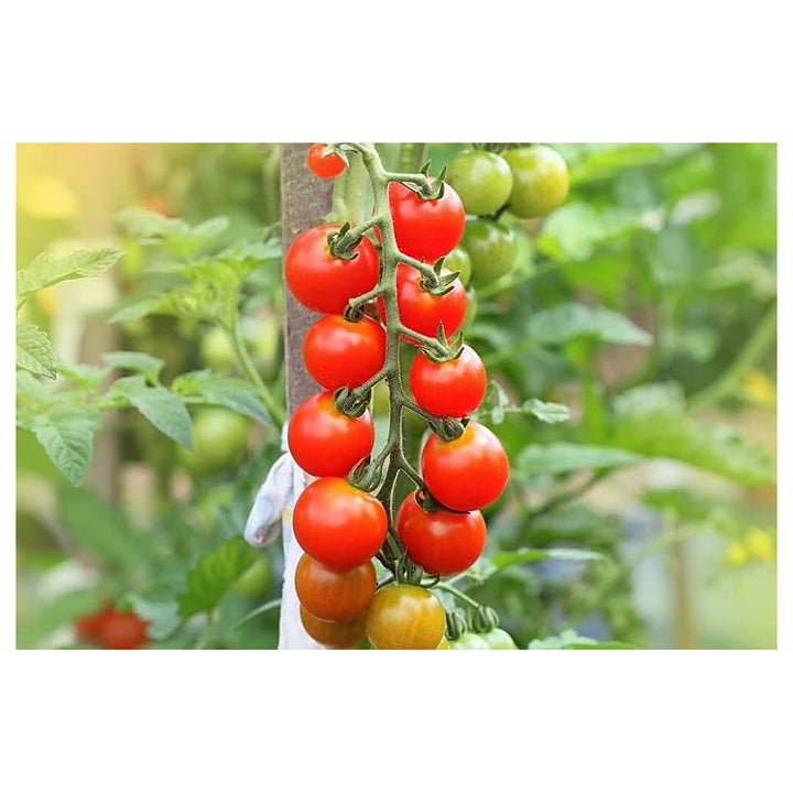 Tiger Asian Tomato Solanum Lycopersicum Vegetable For Planting Flower Seeds for Home Garden | Neera Seeds product photo [neera-v4-a7e955b64eee2be8cd5b]