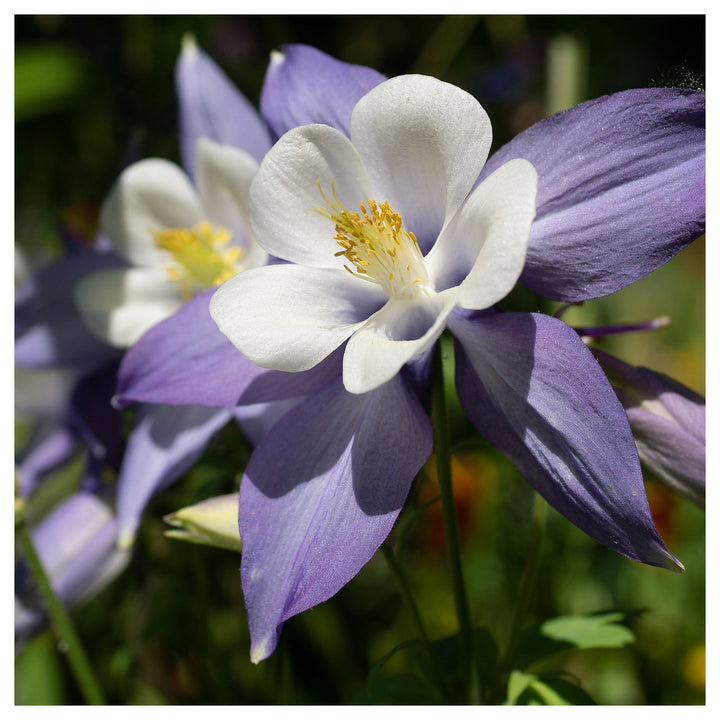 Columbine Flower Seeds for Planting 100 pcs | Neera Seeds product photo [neera-v4-a8020d75c8f81d6e2a3d]