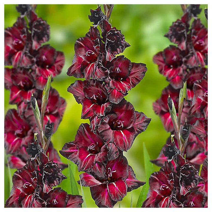 Maroon Red Gladiolus Flower Seeds – Heirloom Non-GMO Organic Garden Seeds for Planting with High Germination | Neera Seeds product photo [neera-v4-a802bb209408a53fed76]