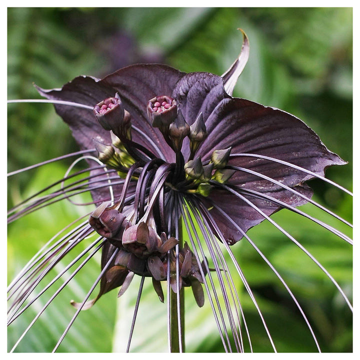 Heirloom Non-GMO Tacca Chantrieri Flower Seeds for Planting – Exotic Bat Flower Tropical Blooms | Neera Seeds product photo [neera-v4-a8088f30533a00cd0ce0]