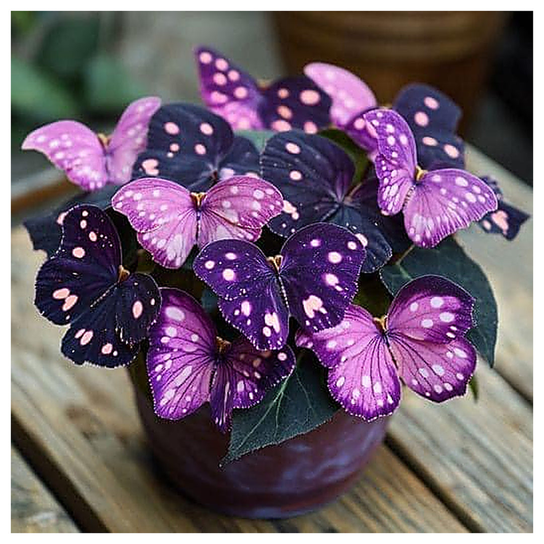Moonlight Butterfly Begonia Flower Seeds - Purple Delight | Heirloom Non-GMO Seeds for Planting | Neera Seeds product photo [neera-v4-a812f28b1ddc81a258e9]