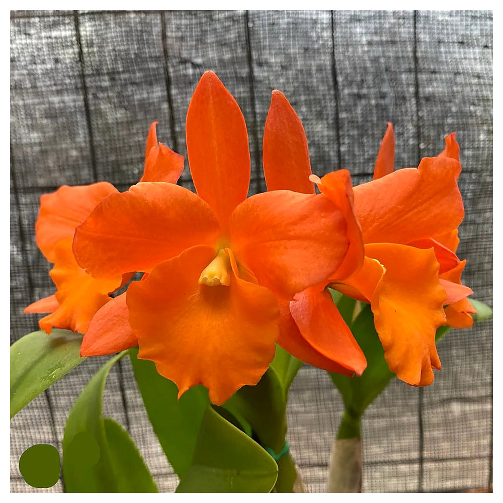 Heirloom Non-GMO Orange Cattleya Hybrida Flower Seeds – Exotic Orchid Blooms for Garden Planting | Neera Seeds product photo [neera-v4-a82ff38171d26f678227]