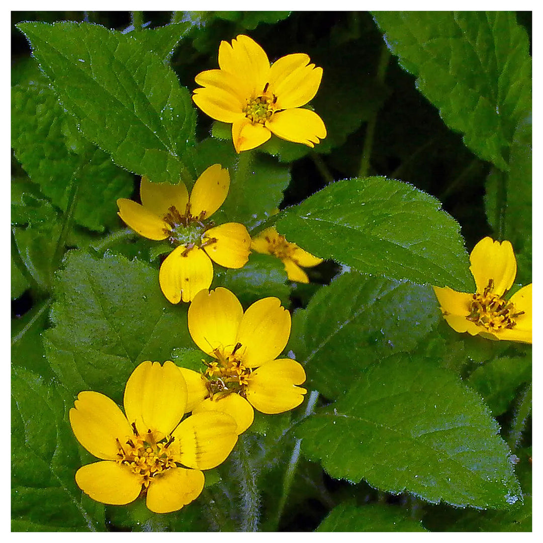 Chrysogonum Virginianum Flower Seeds for planting – Heirloom, Non-GMO, Easy to Grow Perennial Seeds | Neera Seeds product photo [neera-v4-a83158d843ad65d502bf]